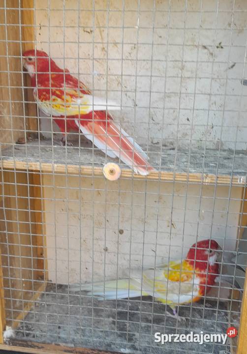 Rozelle białolice para Wadowice