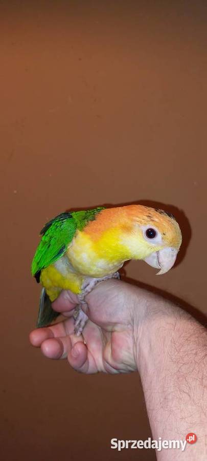 Barwinka białobrzucha recznie karmiona Ptaki Wodzisław Śląski sprzedam