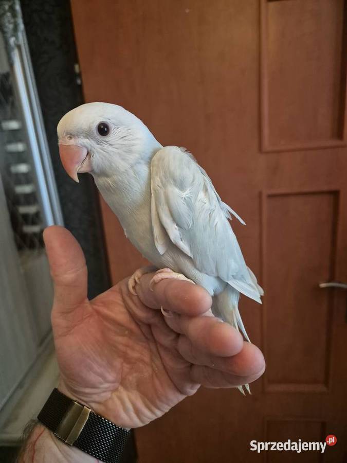 Aleksandretta Obrożna Ręcznie Karmiona śląskie Radlin