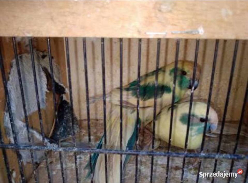 Mondrolotki kozy Trzebnica sprzedam