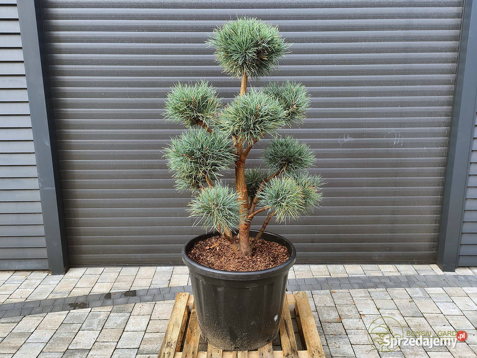 Sosna pospolita Watereri 074 Bonsai ogrodowe Iglaste Warszawa