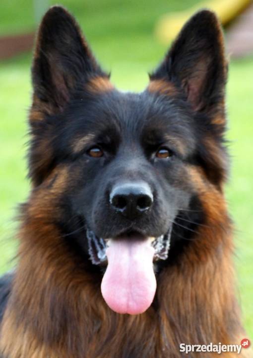 Owczarek niemiecki długowłosy szczenięta rodowód Kalisz