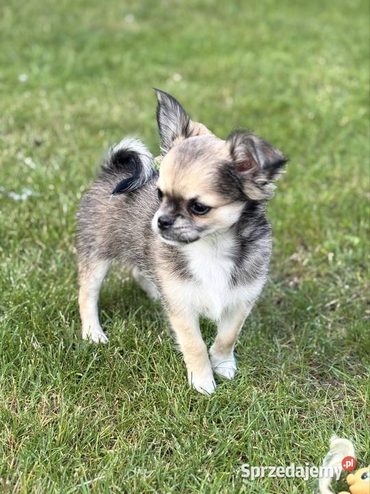 Chihuahua długowłose Zabrze sprzedam