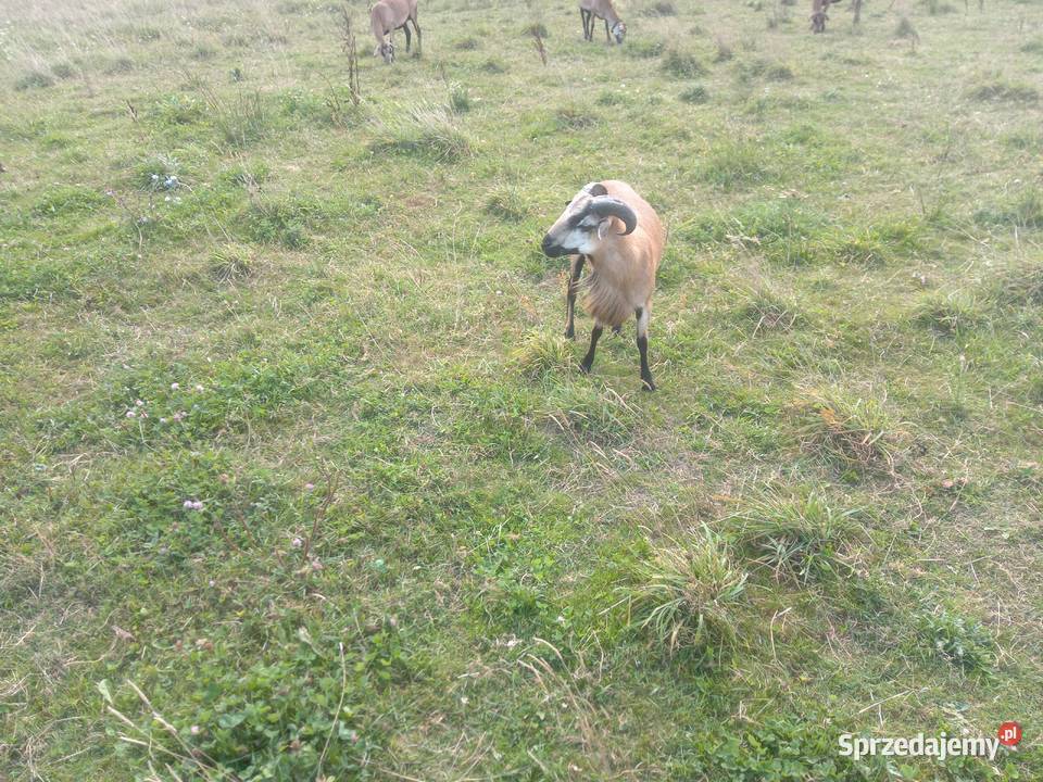Sprzedam barany kameruńskie Owce Sieśki