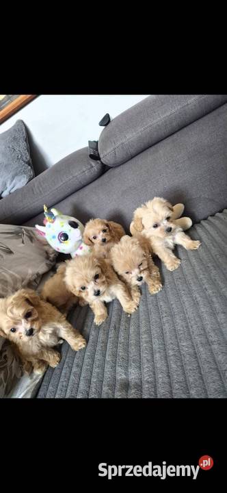 Pięknie szczeniaki Maltipoo Święta Katarzyna