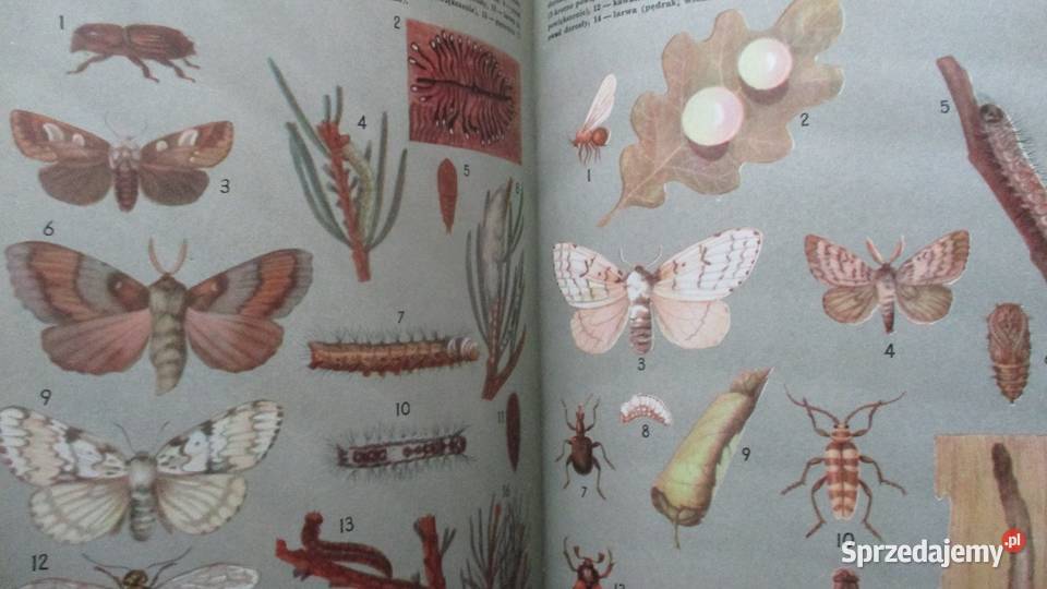 Głos przyrody Kowalewska Kownacka przyroda Łódź