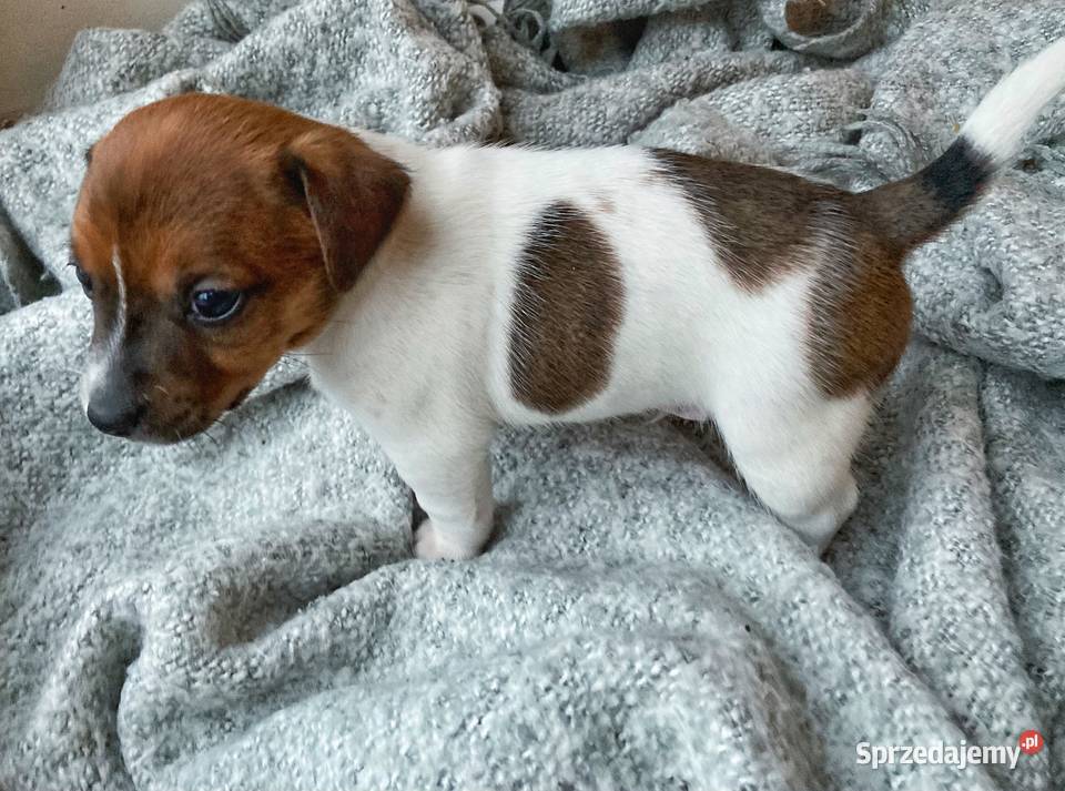 Jack Russell Terrier gładkowłose Łomianki