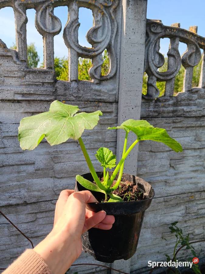 Sadzonki pomidora malinowego