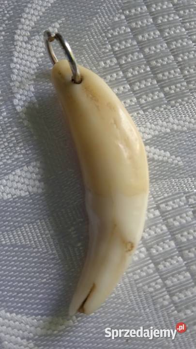 NATURALNY KIEŁ JAKO PRZEWIESZKA Piła sprzedam