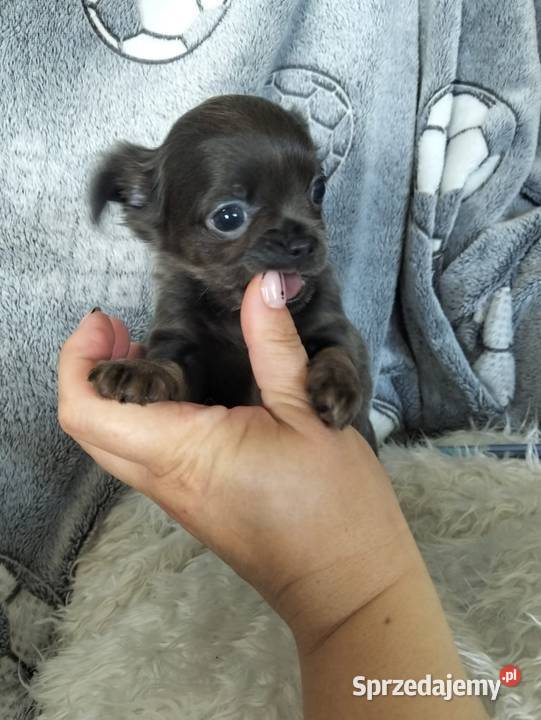 Niebieska długowłosa Chihuahua Konin