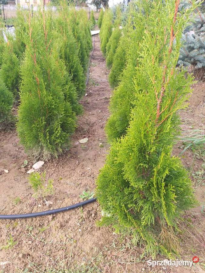 Tuja Thuja Smaragd Szmaragd Rośliny Śniadka Druga