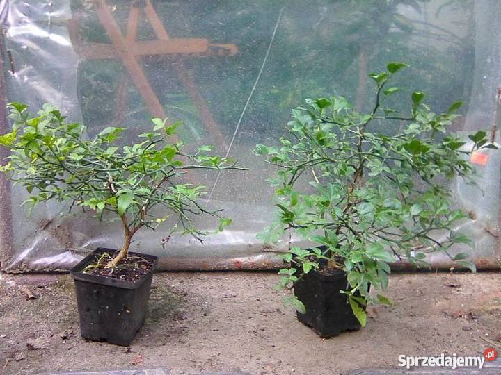 Pomarańcza trójlistkowa Poncirus sadzonka P9 sprzedam