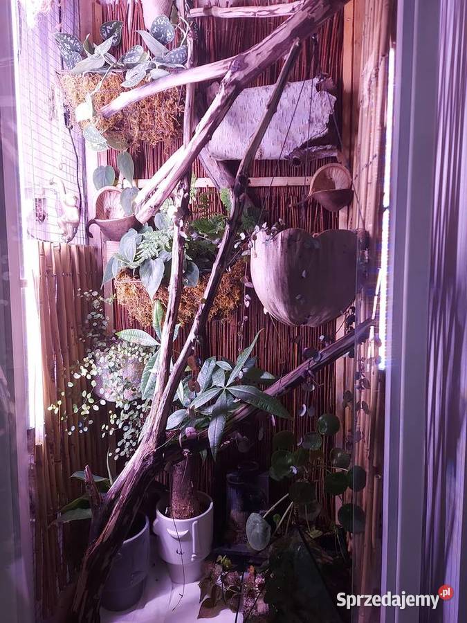 Paludarium vivarium terrarium Pozostałe