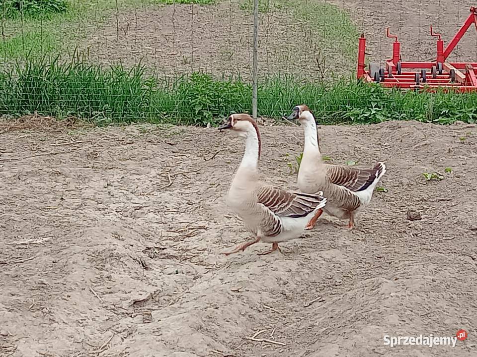 gęsi kubańskie Ptaki Wawrzeńczyce