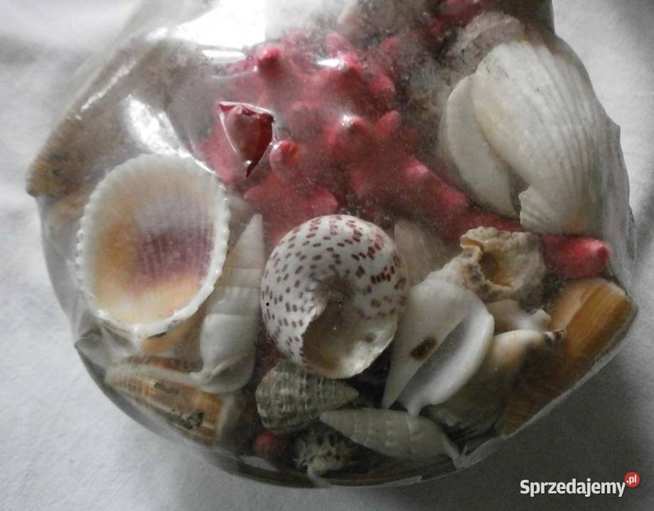 Zafoliowany zestaw Muszli Tropikalnych Kraków