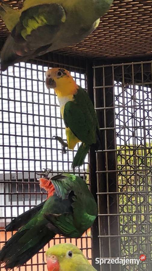 Barwinka białobrzucha Bydgoszcz