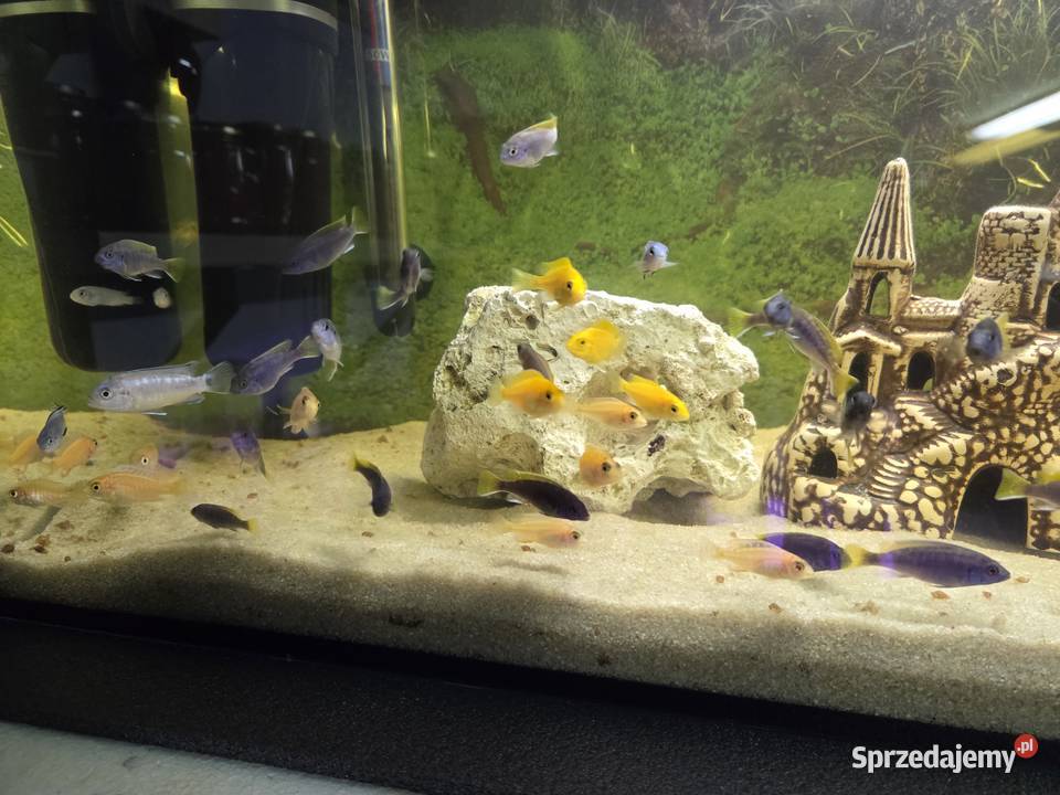 Pyszczaki mix Aleksandrów Kujawski