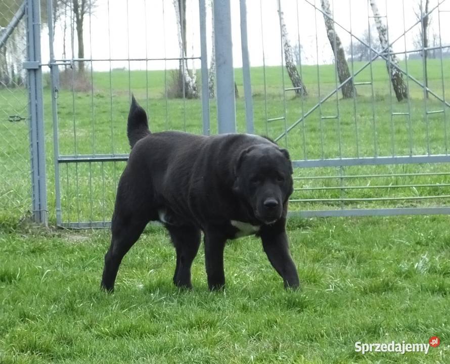 Owczarek Środkowoazjatycki pies wielkopolskie Konin