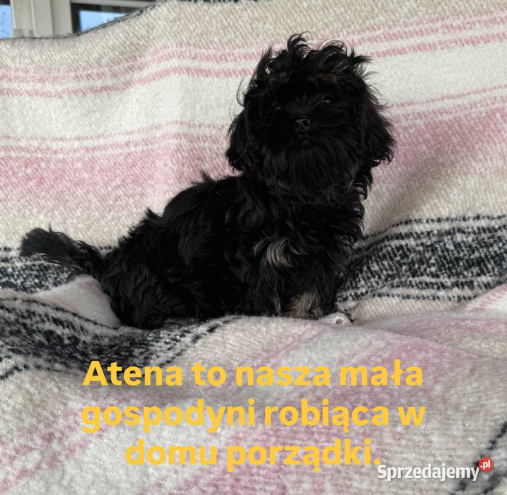 Shih Tzu Atena z rodowodem Hodowla Żywe Srebro z pomorskie sprzedam