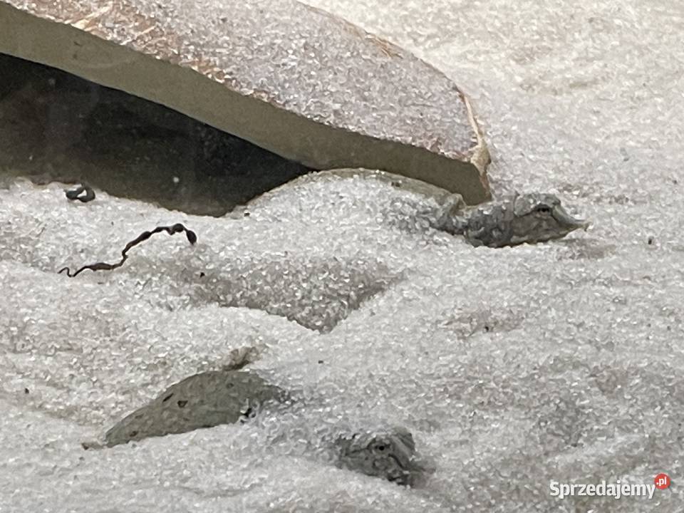 żólwiak chiński śląskie Gliwice sprzedam