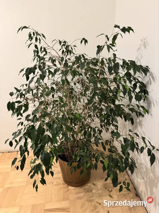 Beniamin Fikus wysokość 130 z donicą ozdobną