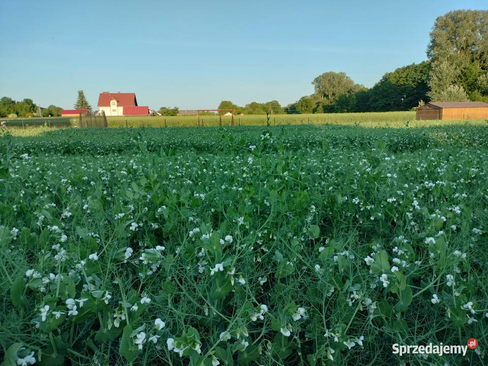 Groch siewny Borzechów