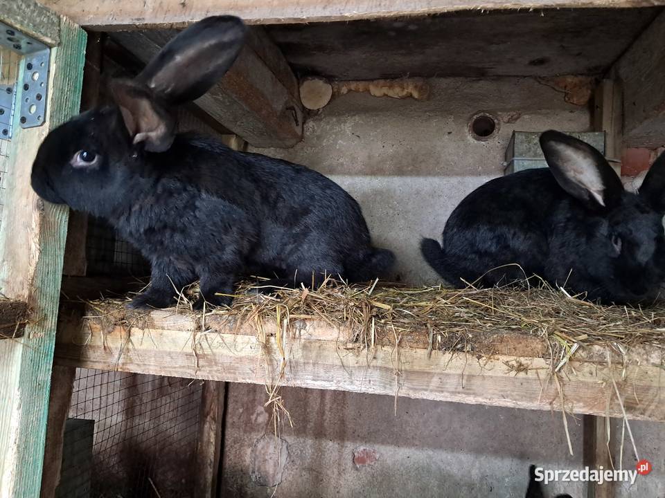 Króliki na chów