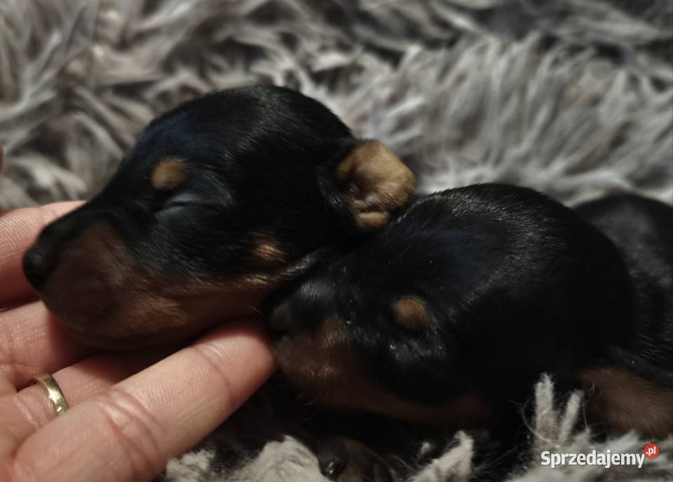 Szczenięta Pinczer Miniaturowy Łochów