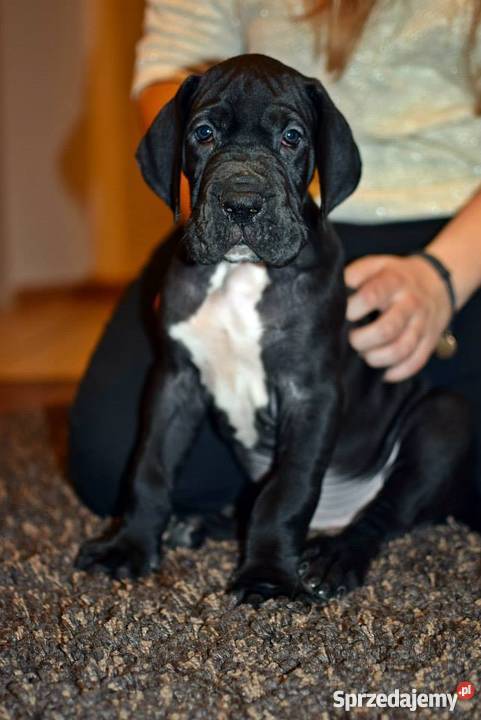 DOG NIEMIECKI szczenięta z rodowodem ZKwP