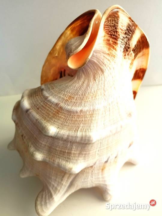 Muszla morska Cassis Cornuta duża 232019 Dom i Ogród Łódź