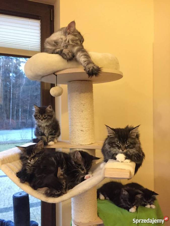 Maine Coon Urocze Kociaki Meine Coon zachodniopomorskie Koszalin sprzedam