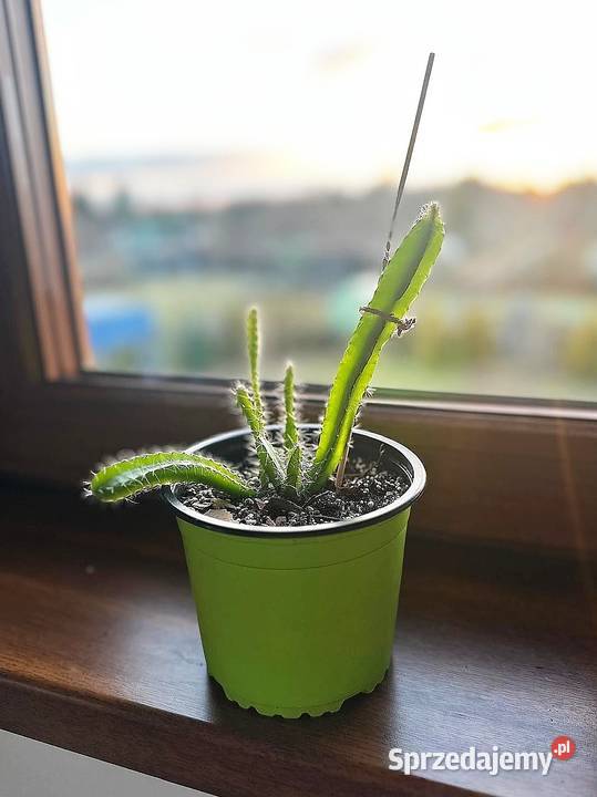 Smoczy owoc Pitaja Dragon Fruit Egzotyczny Pozostałe