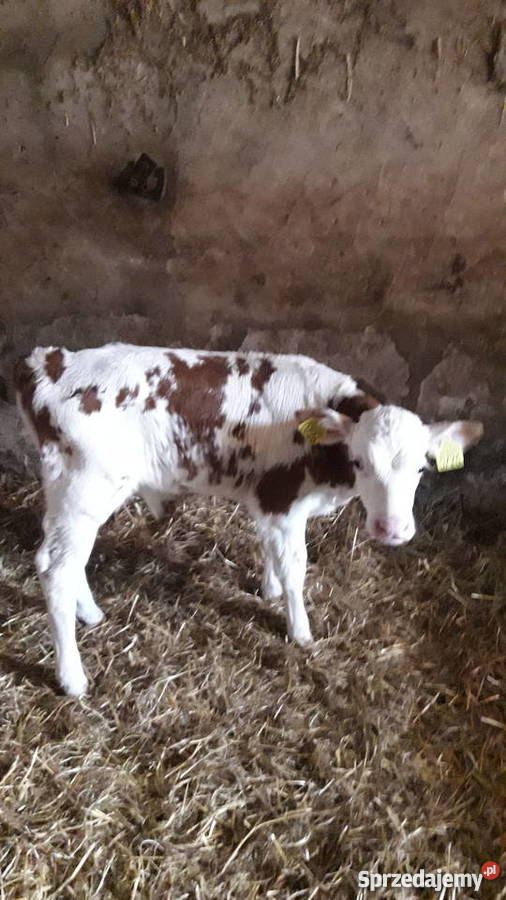 Byczki cielaki mięsne simental limousin sprzedam