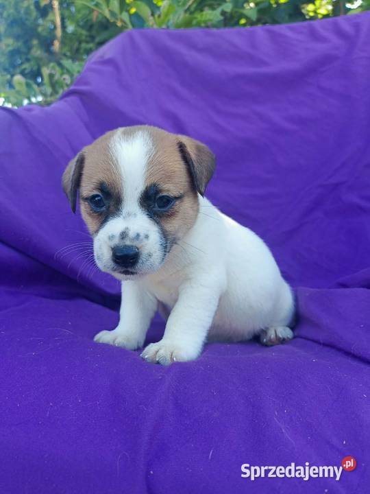 Wzorcowy Jack Russell Terrier JRT piękna budowa Krapkowice