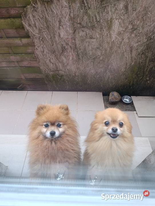 Szpice miniaturowe Pomeranian z metryczkami z Kraśnik