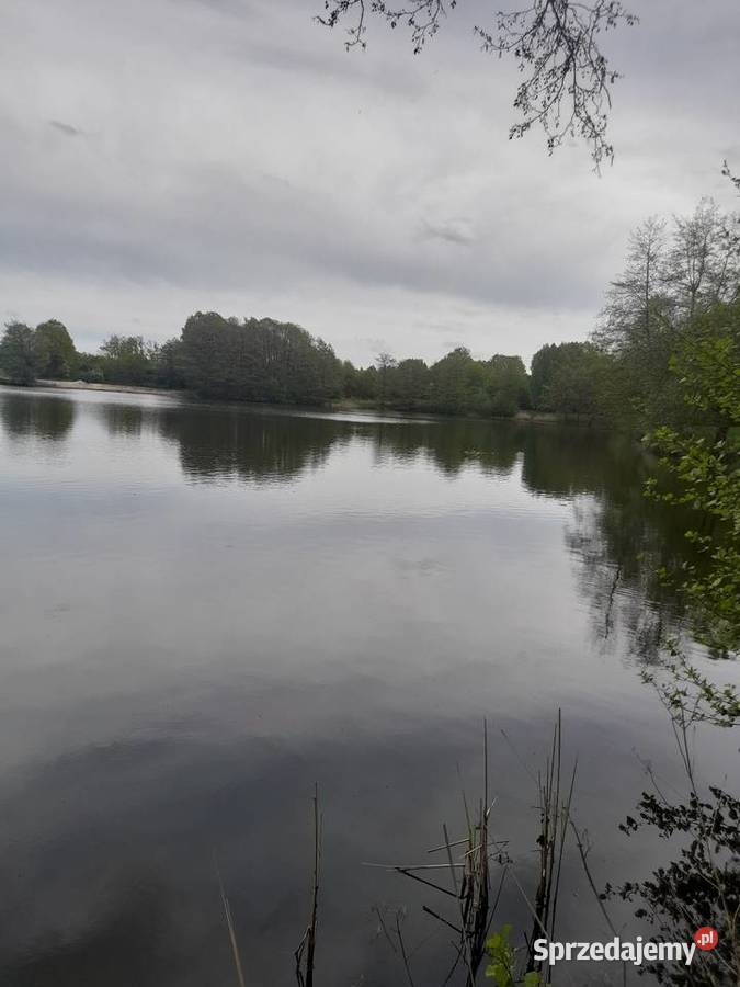 Żywe ryby węgorze jesiotr karppstrągnarybek lina wielkopolskie
