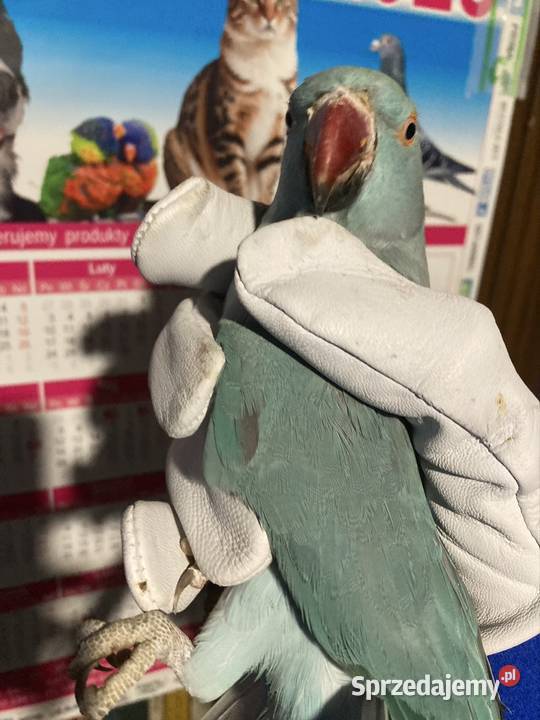 Aleksandrety obrożne Orzesze