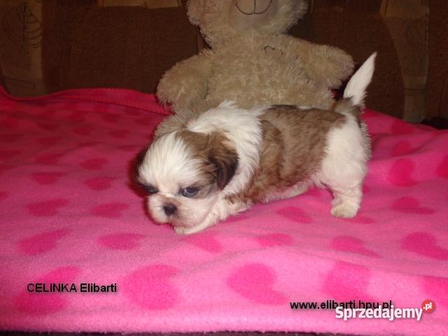 Szczenięta Shih Tzu Głogów Gaworzyce