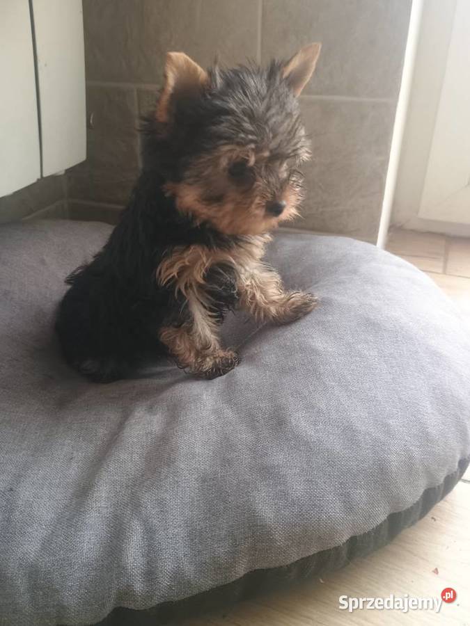 Yorkshire terrier mini piesek kujawsko-pomorskie Radziejów sprzedam