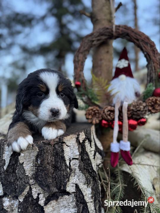 Śliczny miś berneński pies pasterski piesek