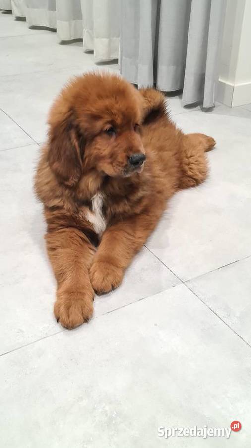 Mastif Tybetański szczenięta Gotowe do odbioru