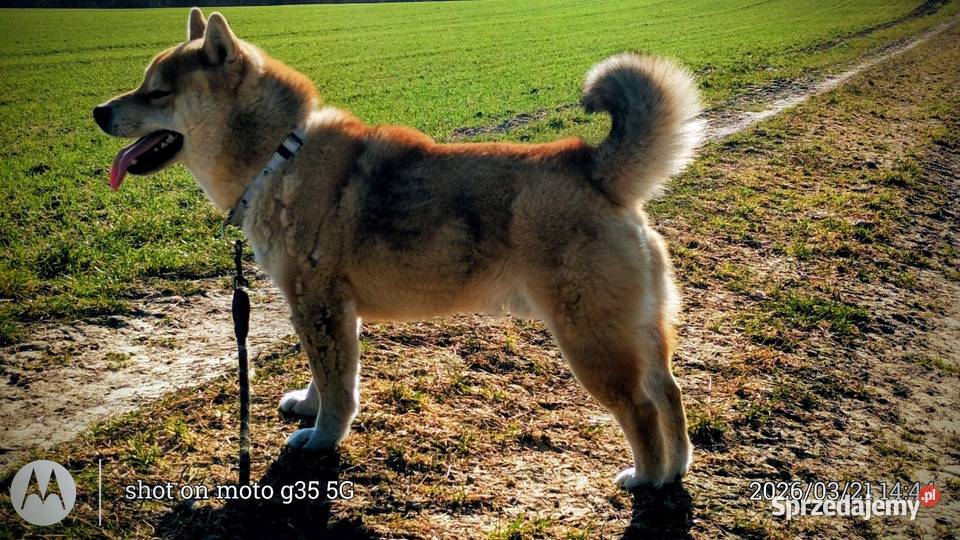 Roczny czerwony samczyk Shiba Inu lubelskie sprzedam