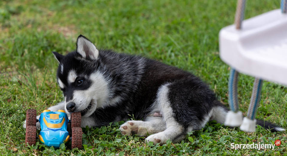 Piesek Siberian Husky szczeniak podkarpackie