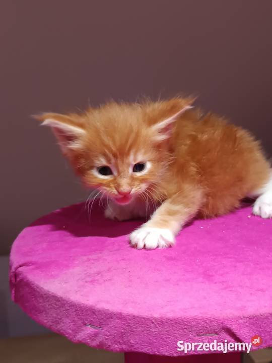 Przepiękne kocięta Maine coon do rezerwacji Prawęcin