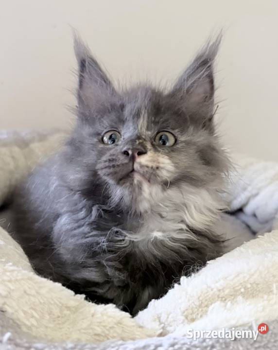 Maine Coon kocięta dolnośląskie sprzedam