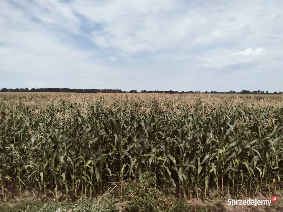 Sprzedam kukurydze na kiszonke wielkopolskie Gostkowo sprzedam