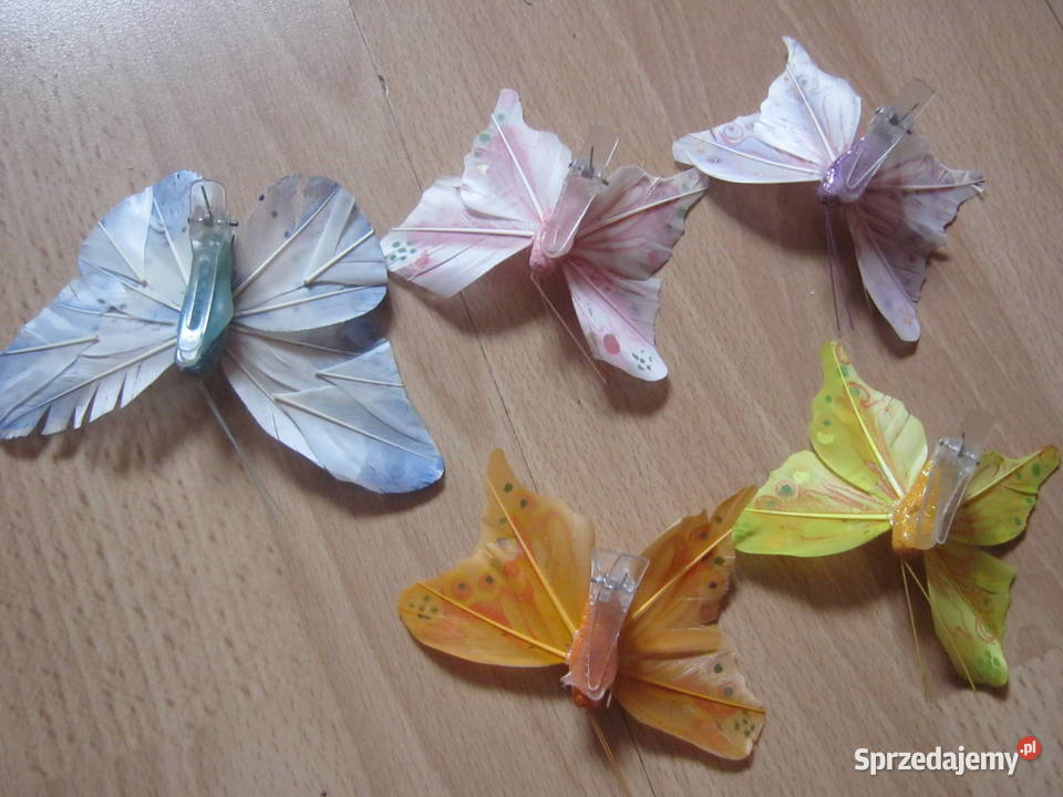 Motyle ozdobne zachodniopomorskie