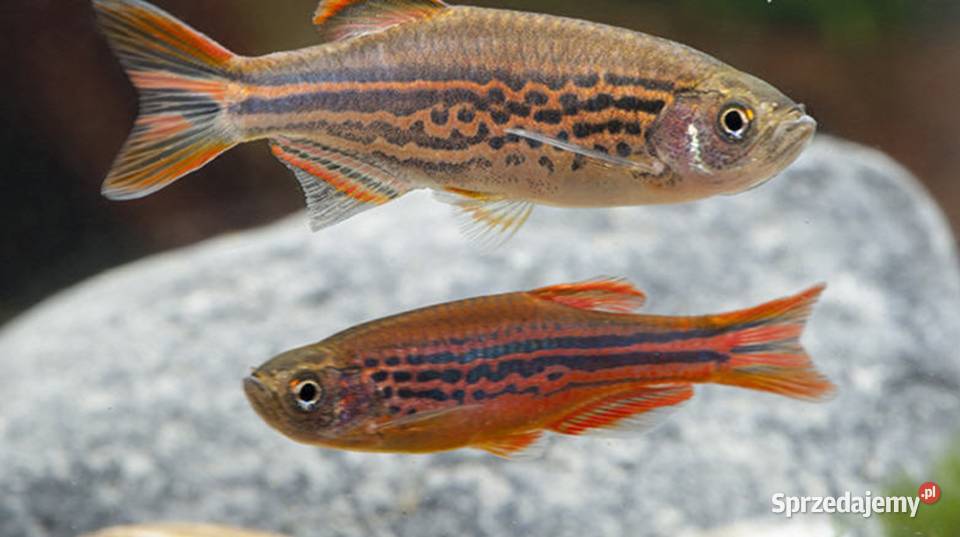 Danio birmański Danio kyathit WYSYŁKA NA KRAJ Gdańsk