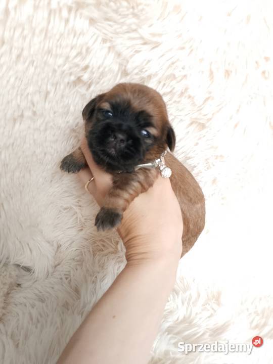 Śliczna piesek rasy ShihTzu sprzedam