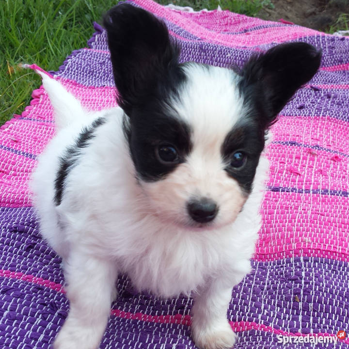 Papilonpiękne szczenięta z rodowodemPapillon małopolskie Kraków